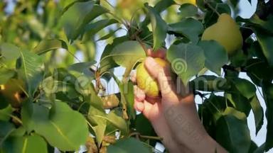阳光明媚的夏日，女人从花园里的一棵树上摘下一颗熟梨